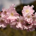 Am 18.03.2020! - Japanische Blütenkirsche (Prunus serrulata).