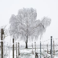 am 18.12.2022 - Im Weinberg von Bad Kreuznach 3