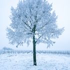 am 18.12.2022 - Im Weinberg von Bad Kreuznach 4