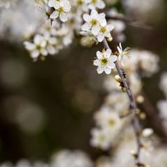 am 19.03.2023 - Im Weinberg von Bad Kreuznach I