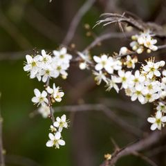 am 19.03.2023 - Im Weinberg von Bad Kreuznach II