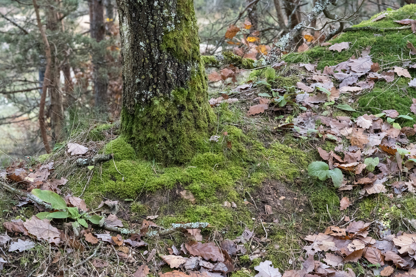 am 19.11. 2023 im Stadtwald von Bad Kreuznach I