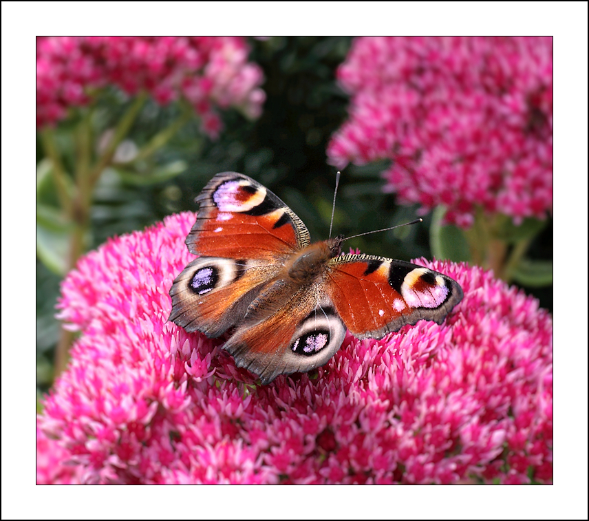 Am 20.09.17 in unserem Garten