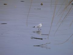 Am 21. Februar 2018 auf dem dünnen Eis des Aasees in Münster