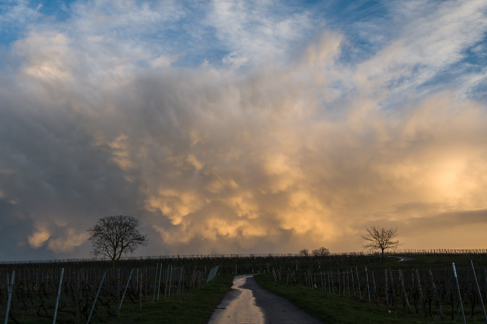 am 25.03.2023 - Im Weinberg von Bad Kreuznach I