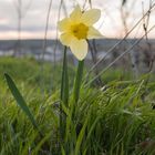 am 25.03.2023 - Im Weinberg von Bad Kreuznach II