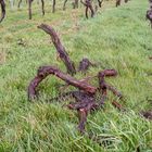 am 25.03.2023 - Im Weinberg von Bad Kreuznach VI