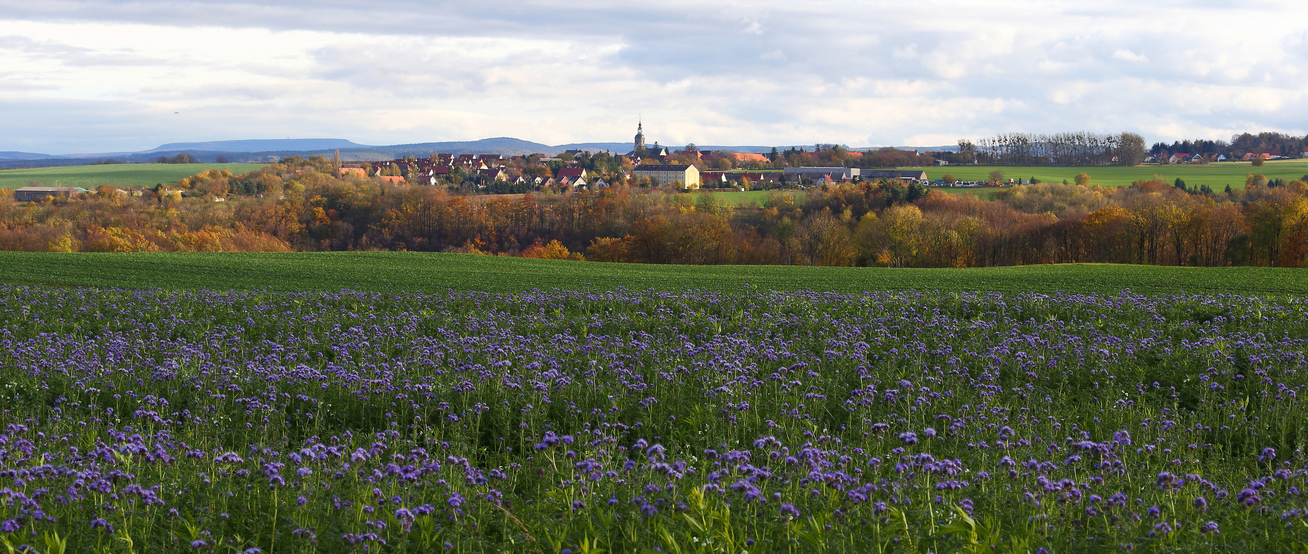 Am 25.Oktober ist das sicher "Gründüngung" dieses Feldes...