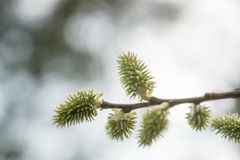 am 26.03.2023 - Im Stadtwald von Bad Kreuznach VI