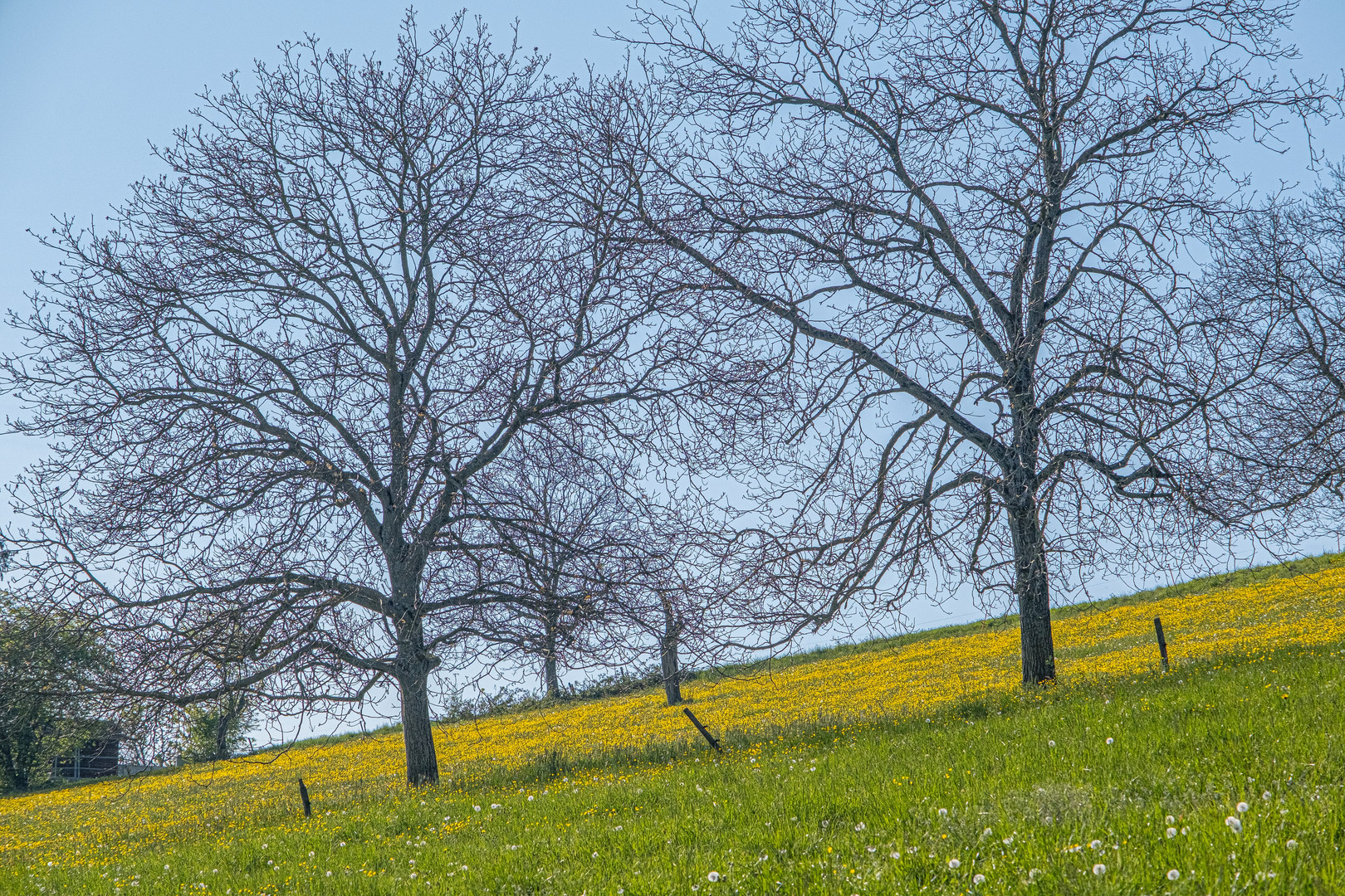 Am 26.04.21 oberhalb von Inzlingen