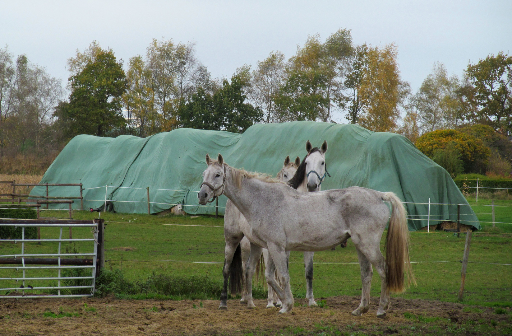 am 29.10.2016  auf dem Weg zum Wald Westerberg ...