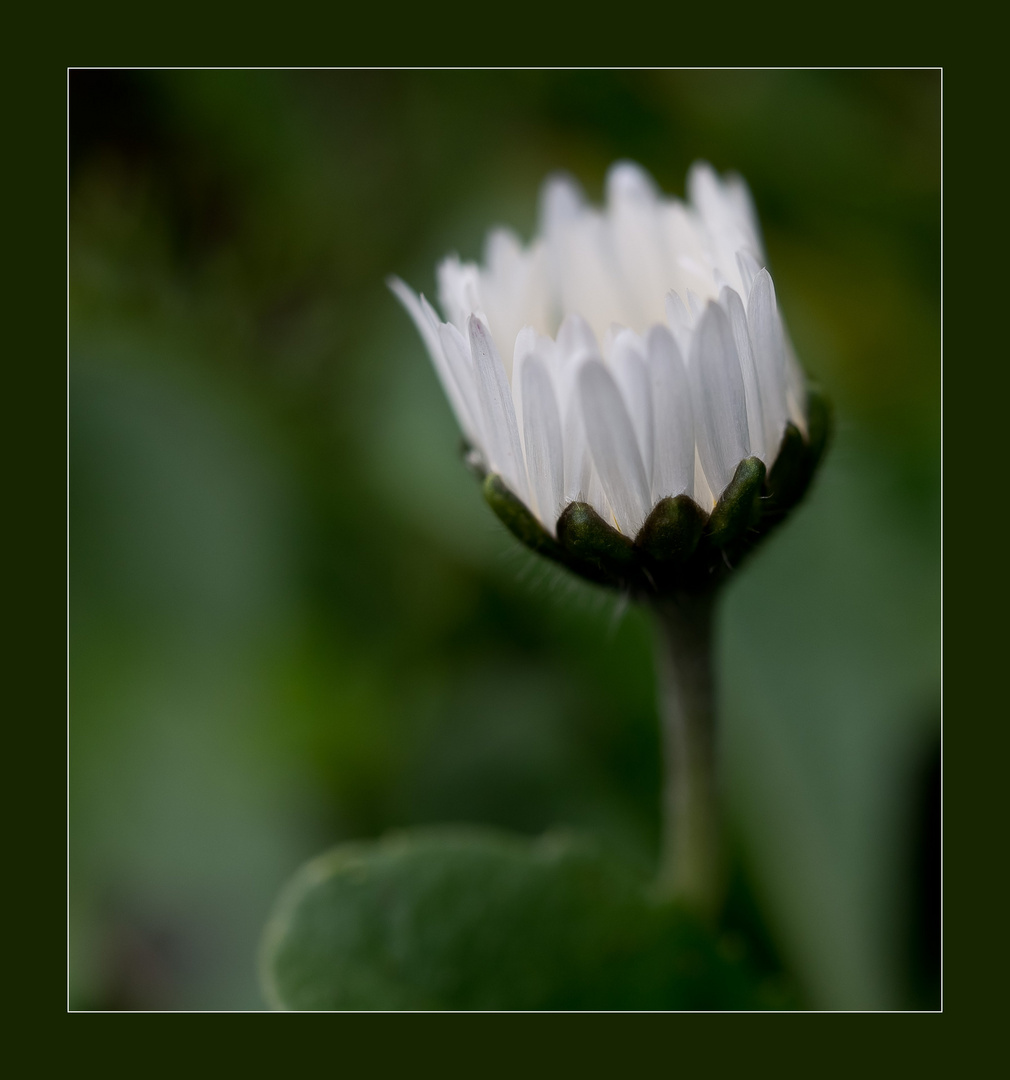 am 4. Advent - mal ein Gänseblümchen