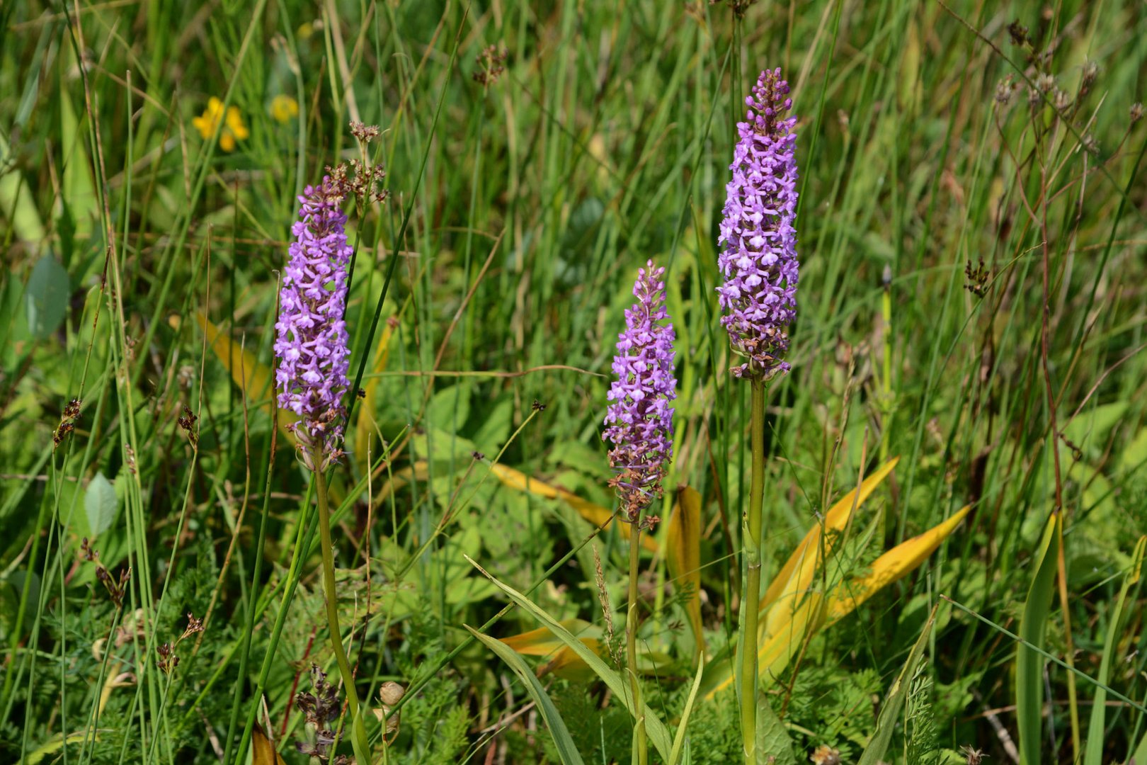 Am 6.7. blüte noch die Händelwurz