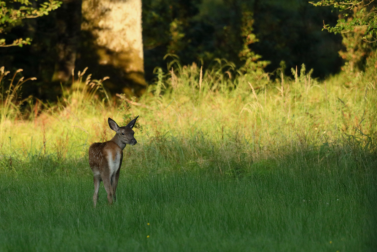 am Abend