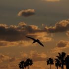 Am Abend auf Coronado Island