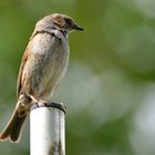 Am Abend auf der Antenne