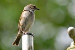 Am Abend auf der Antenne