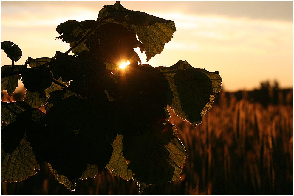 Am Abend auf der Heide................