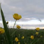 am Abend auf der Wiese ...