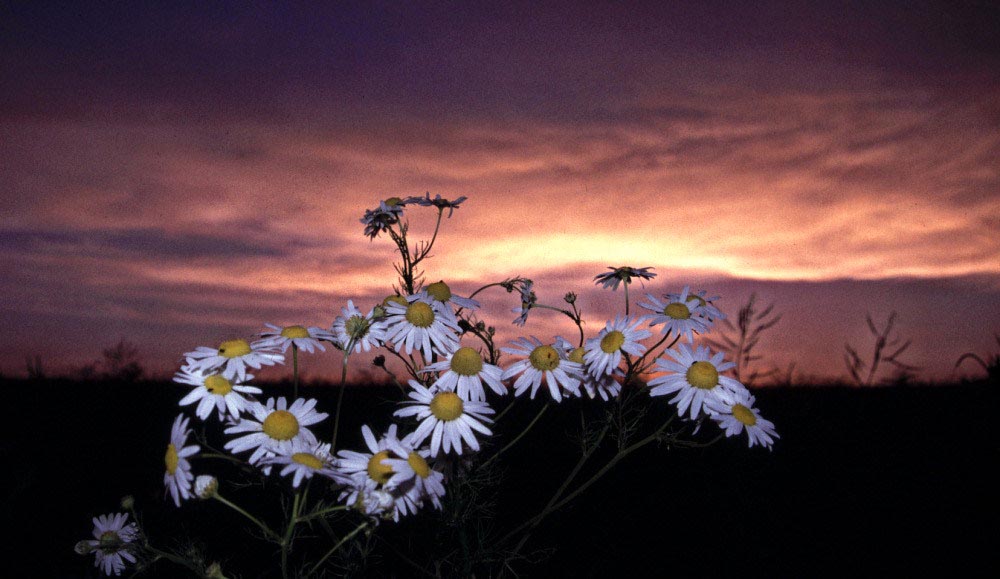 Am-Abend-das-Licht