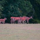 Am Abend erscheinen einige Alttiere mit ihren Kälbern