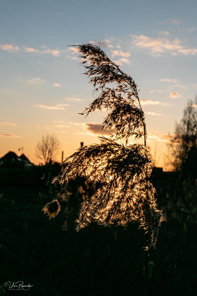 Am Abend - Gegen das Licht