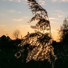 Am Abend - Gegen das Licht