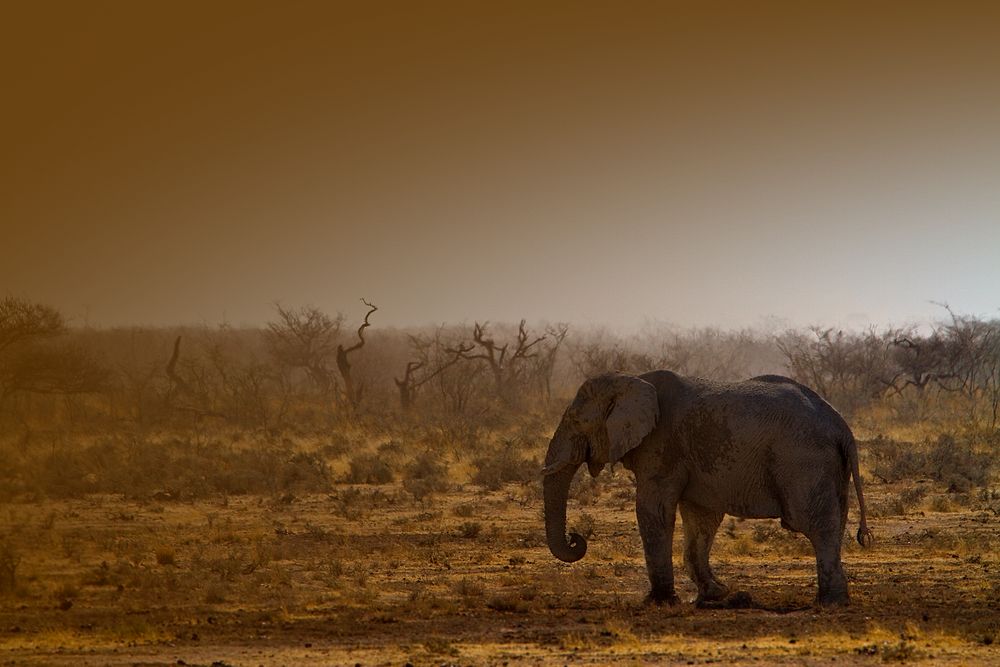 am Abend im Etosha Nationalpark