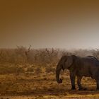 am Abend im Etosha Nationalpark