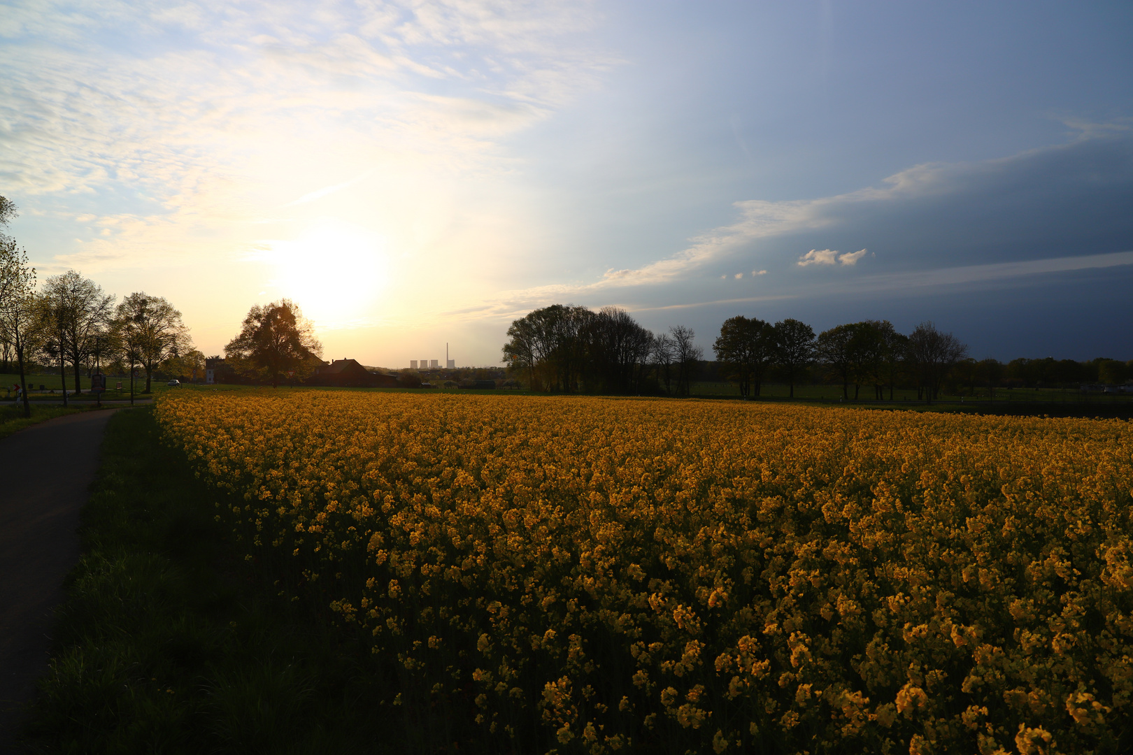 am Abend im Rapsfeld