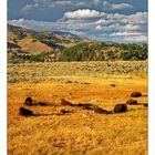 am Abend im Yellowstone Nationalpark