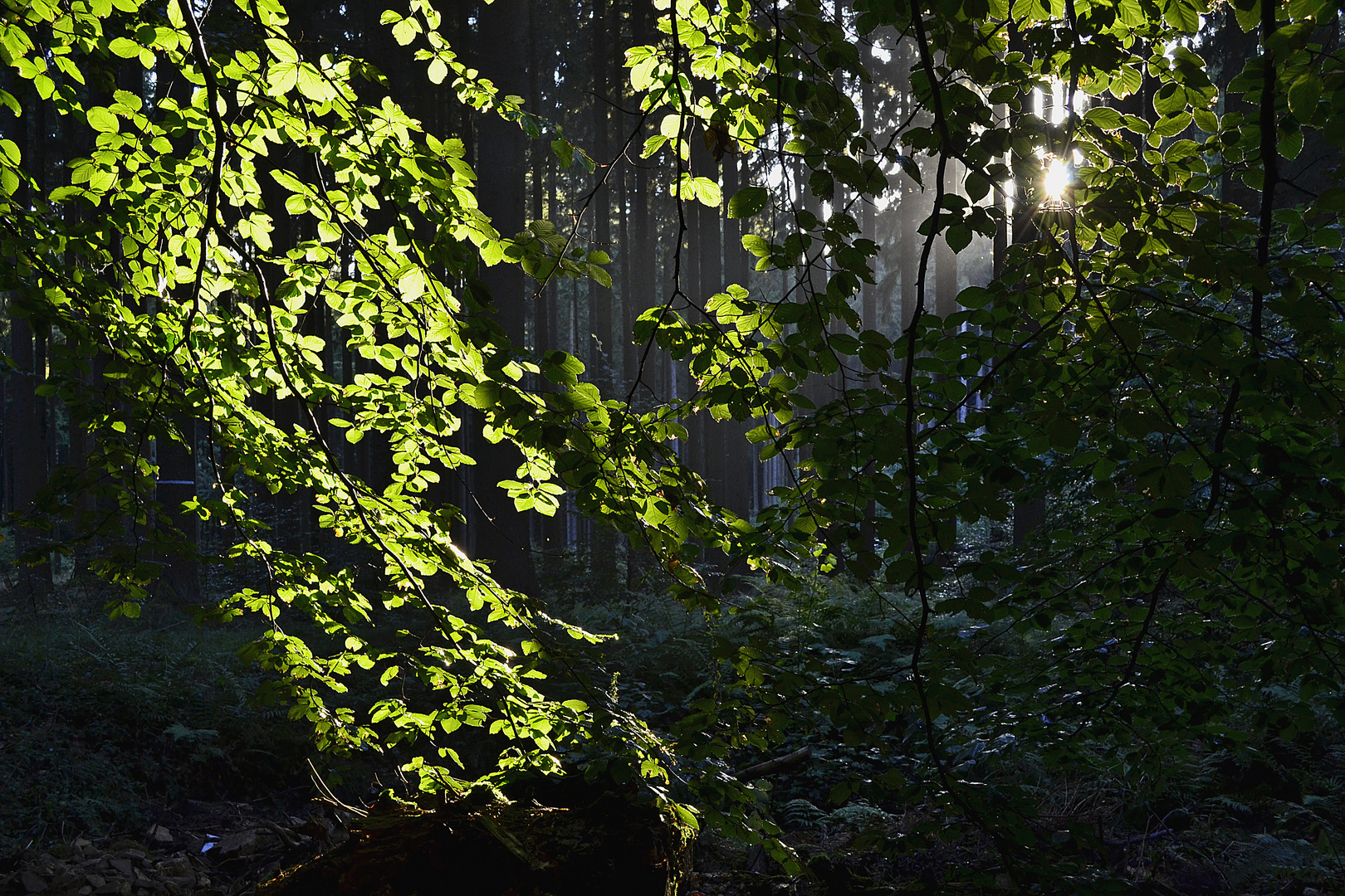 am Abend , nach dem Regen