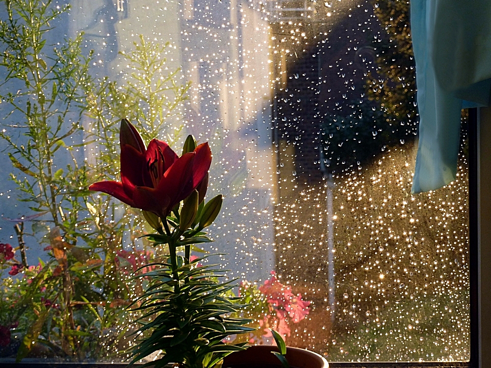 am Abend Regen und Sonne Foto & Bild jahreszeiten, sommer