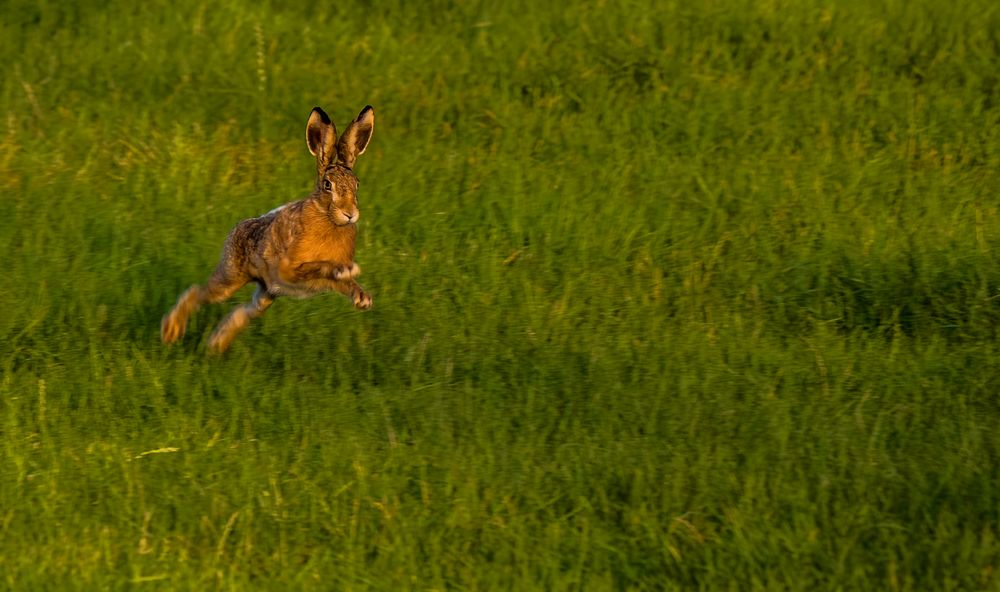 "AM ABEND SPRINGT DER HASE"