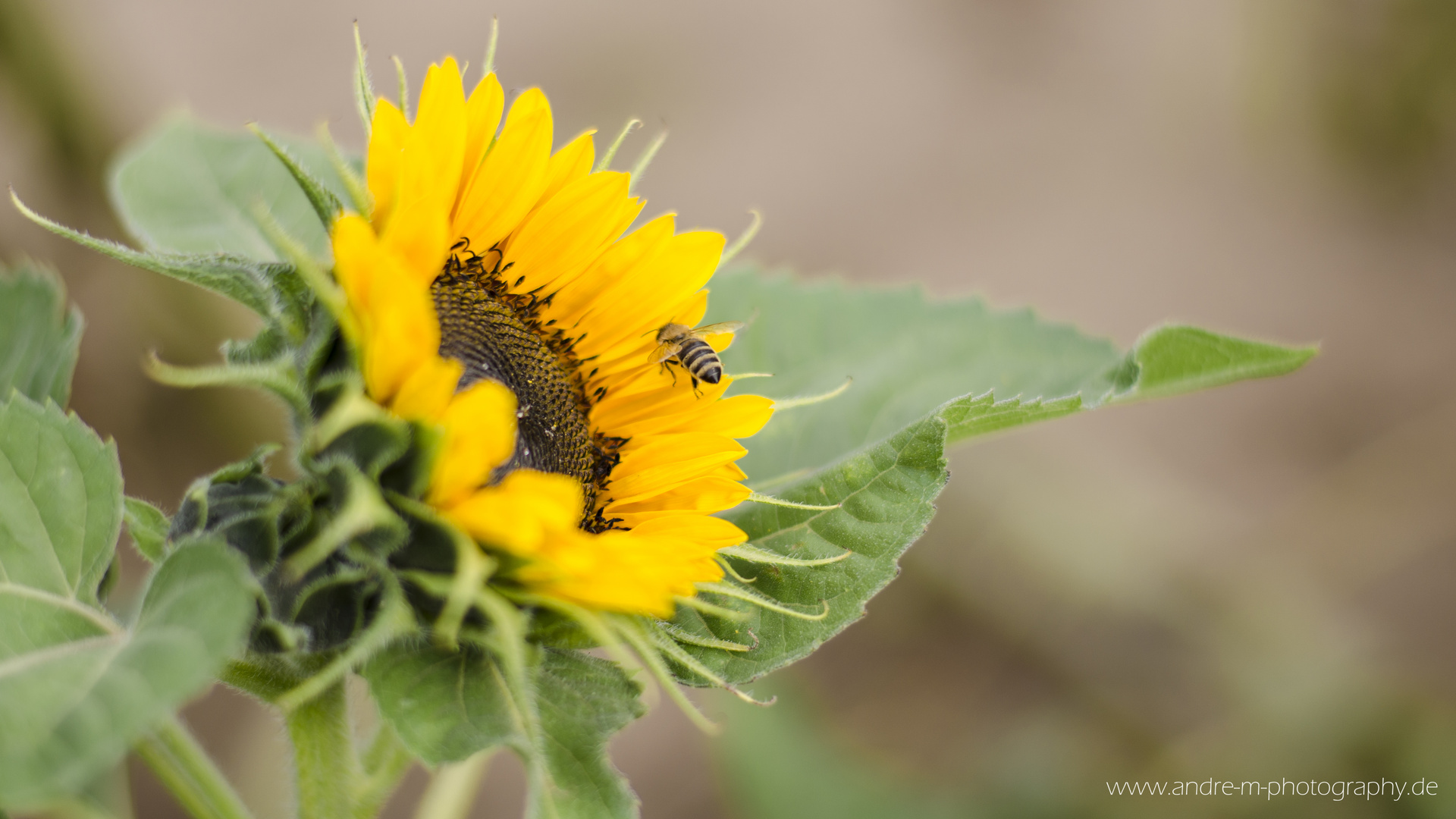 Am Abend werden die Bienen fleißig