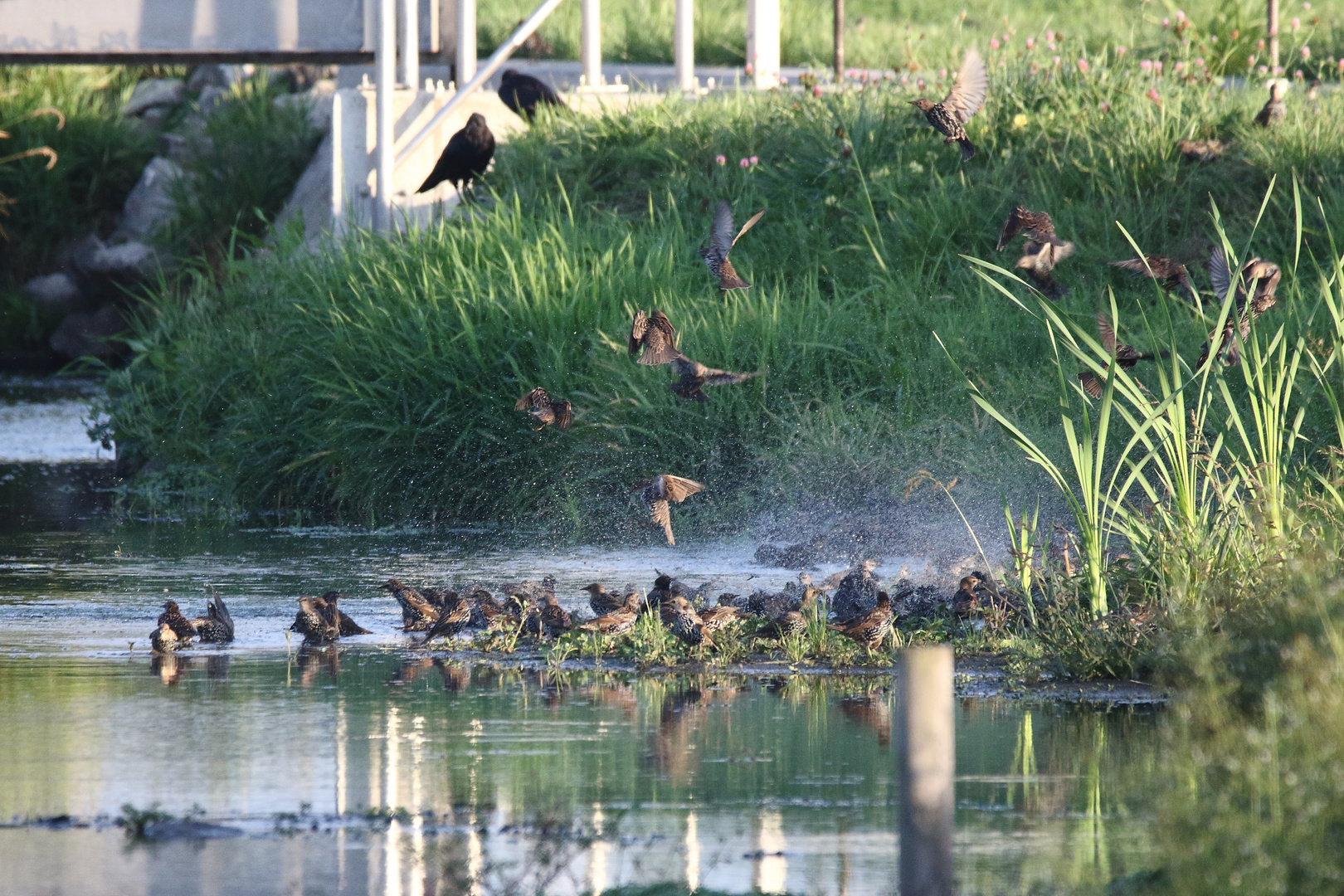 "Am Abend wird noch gebadet ..."