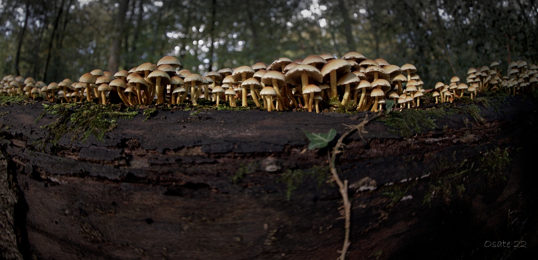 Am Abgrund... Foto & Bild pflanzen, pilze & flechten, pilze