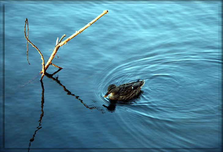 Am Abtskücher Teich