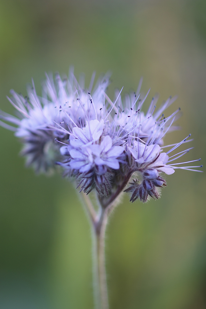 am Albrand "Bienenweide"