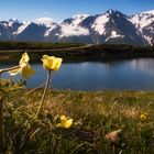 am Aletsch