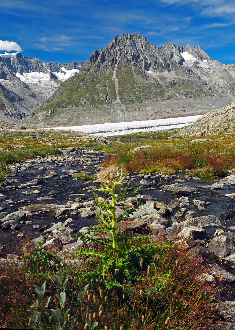 Am Aletsch- Der Gletscherwanderweg