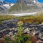 Am Aletsch- Der Gletscherwanderweg