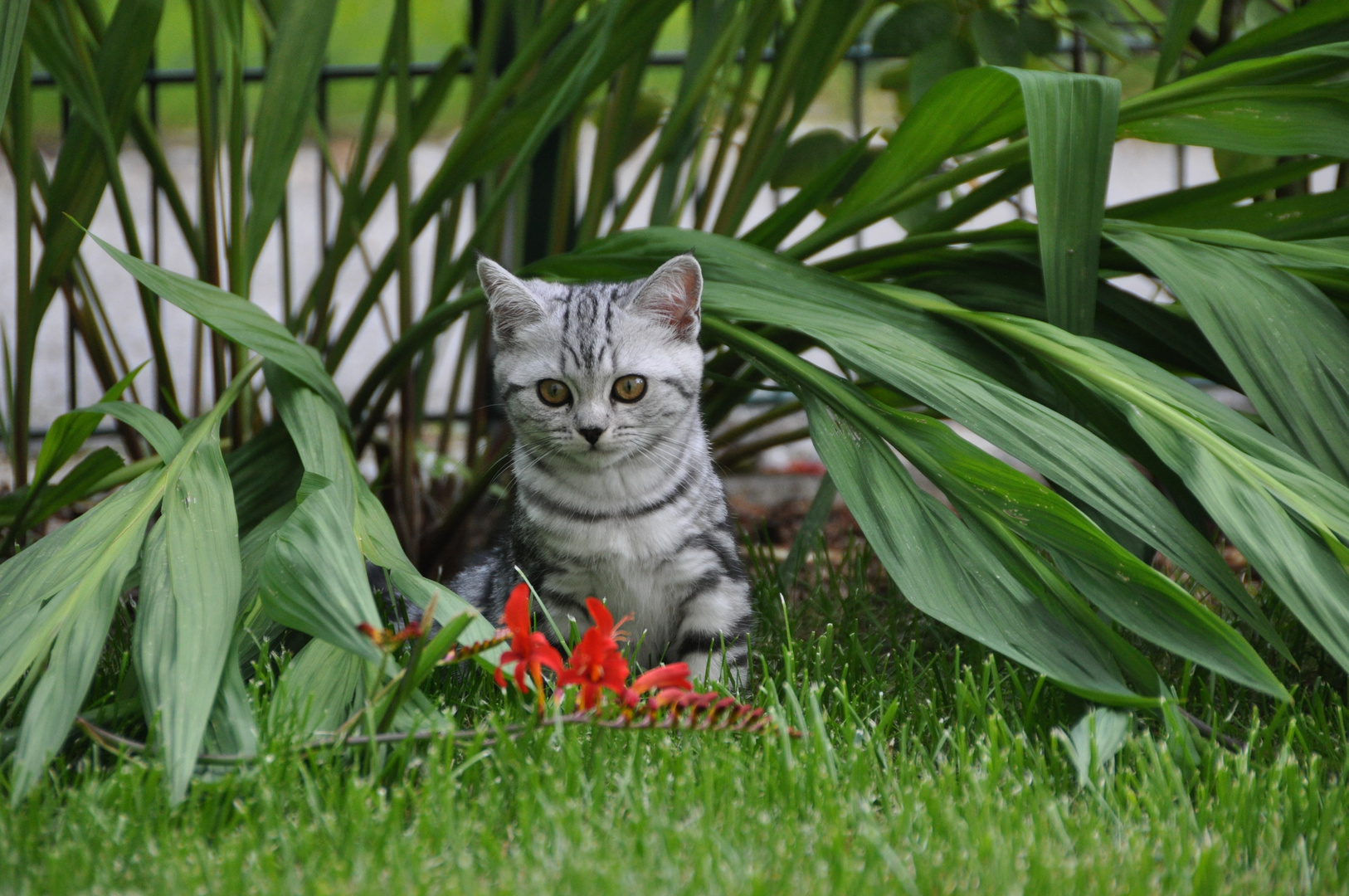 Am allerschönsten ist es bei uns im Garten ...