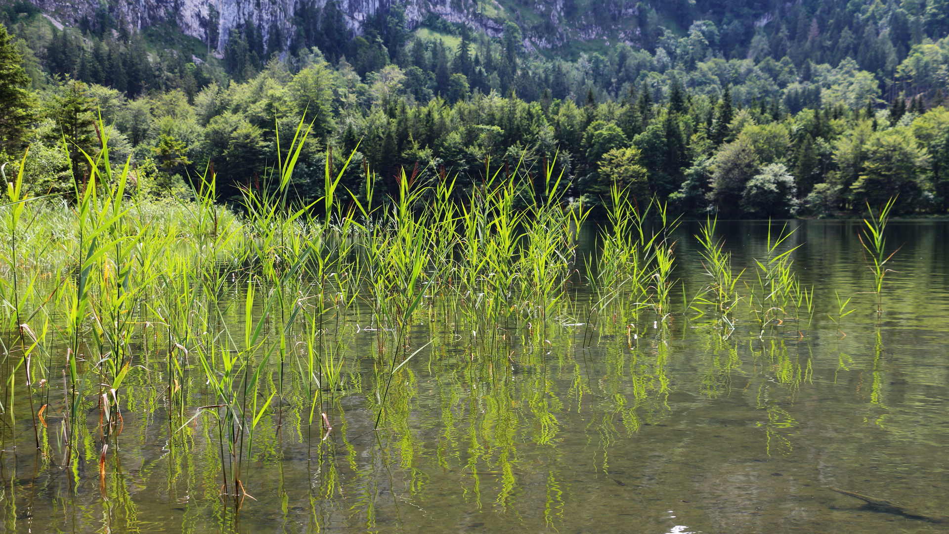 Am Almsee