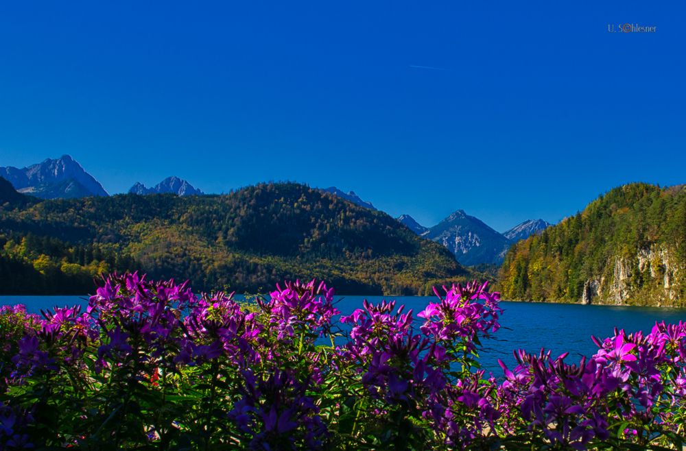 Am Alpsee