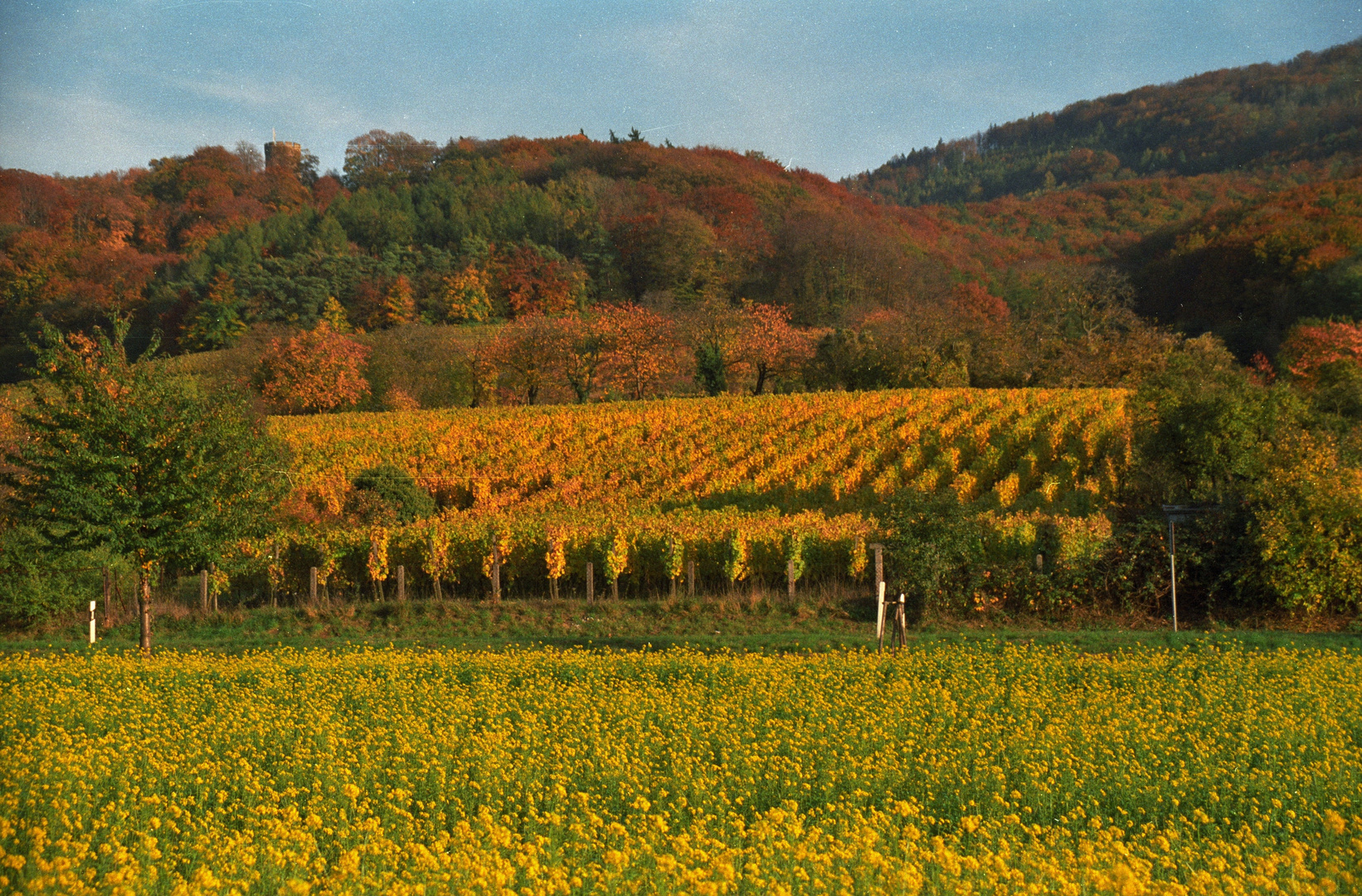  Am Alsbacher Schloß im Herbst