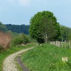 am alten Leinpfad an der Ruhr