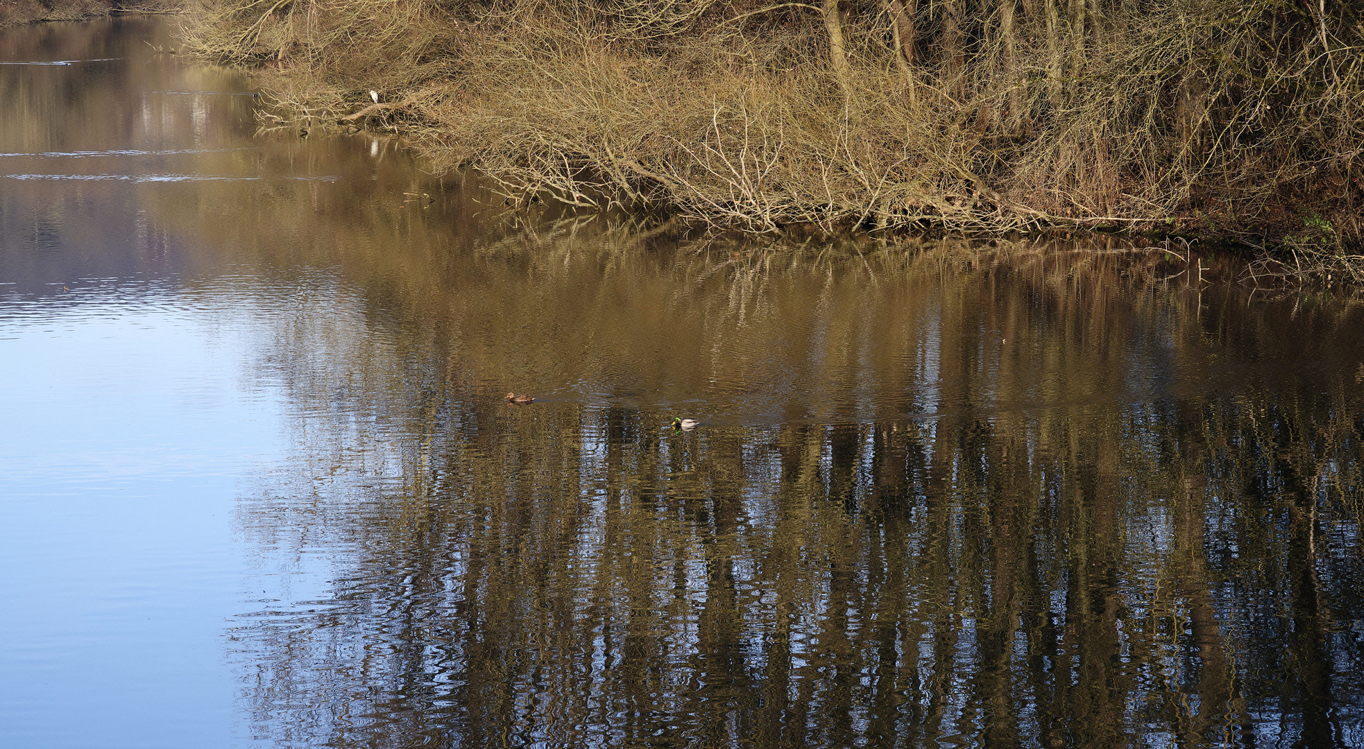 am alten Neckar 15.12.2016 (2)