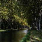 Am alten Rhein-Rhone-Kanal II