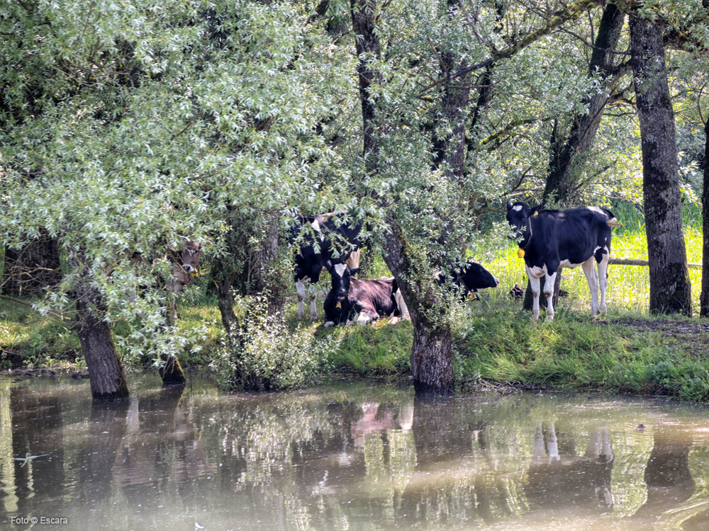 Am Altenrhein